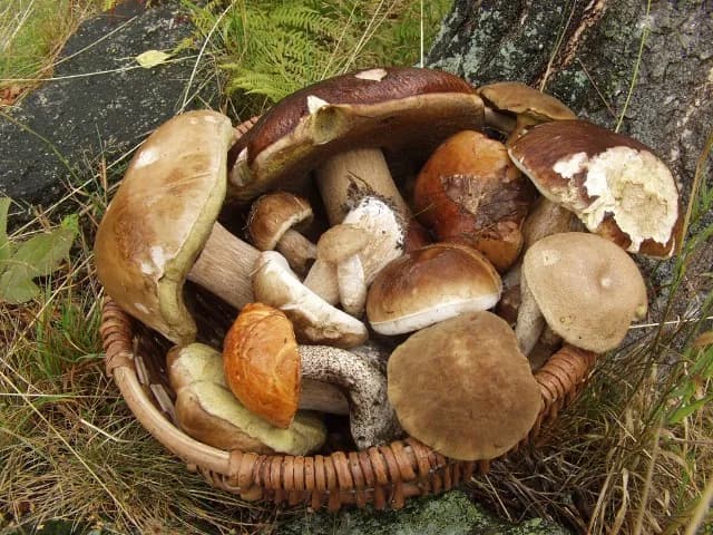 Gdzie na grzyby z noclegiem? Odkryj najlepsze miejsca w Pomorzu